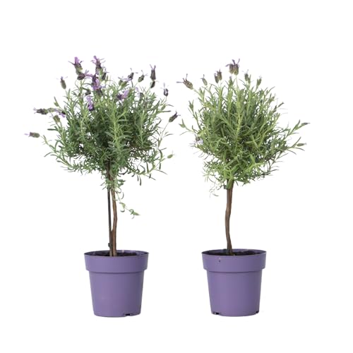 Plant in a Box - Lavandula stoechas 'Anouk' - Lavendelbaum - 2er Set - Topf 15cm - Höhe 45-55cm Plant in a Box - Lavandula stoechas 'Anouk' - Lavendelbaum - 2er Set - Topf 15cm - Höhe 45-55cm von Plant in a Box