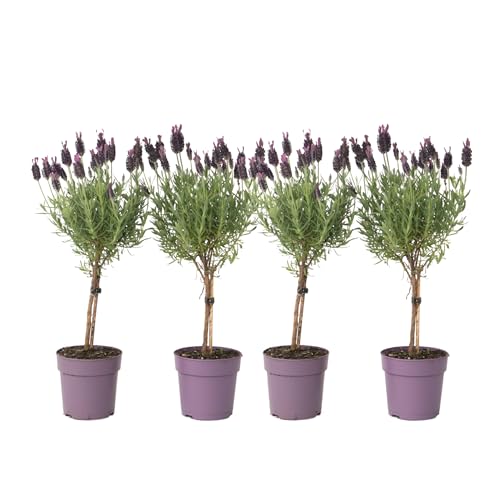 Plant in a Box - Lavandula stoechas 'Anouk' - Lavendelbaum - 4er Set - Topf 12cm - Höhe 30-40cm Plant in a Box - Lavandula stoechas 'Anouk' - Lavendelbaum - 4er Set - Topf 12cm - Höhe 30-40cm von Plant in a Box