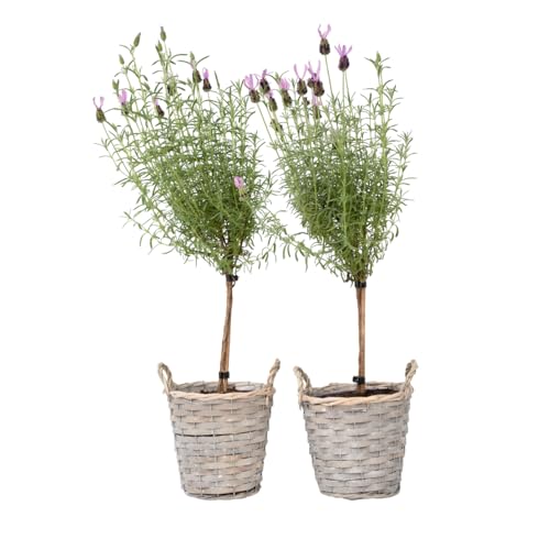 Plant in a Box - Lavandula stoechas 'Anouk' - Lavendelbaumen im Korb - Winterhart - Gartenpflanzen - 2er Set - Topf 15cm - Höhe 45-55cm Plant in a Box - Lavandula stoechas 'Anouk' - Lavendelbaumen im Korb - Winterhart - Gartenpflanzen - 2er Set - Topf 15cm - Höhe 45-55cm von Plant in a Box