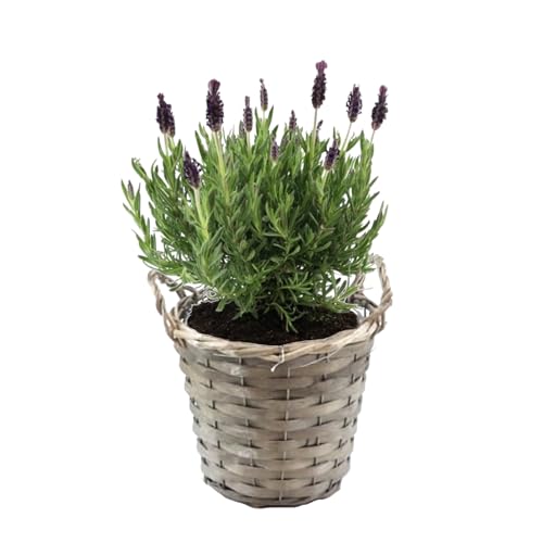 Plant in a Box - Lavendelstrauch - Lavandula stoechas 'Anouk' - Höhe 25-35cm - ⌀15cm von Plant in a Box