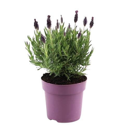 Plant in a Box - Lavendelstrauch - Lavandula stoechas 'Anouk' - Höhe 25-35cm - ⌀15cm Plant in a Box - Lavendelstrauch - Lavandula stoechas 'Anouk' - Höhe 25-35cm - ⌀15cm von Plant in a Box