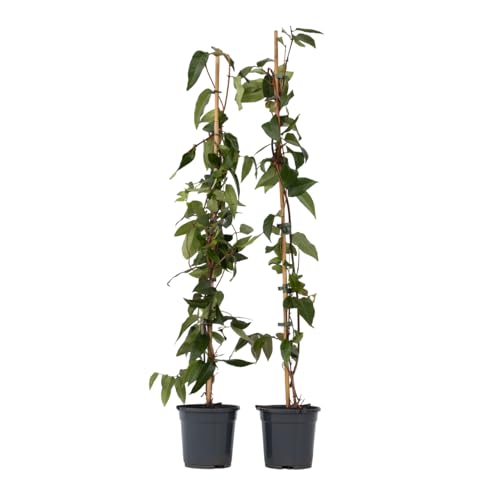 Plant in a Box - Lonicera henryi 'Copper Beauty' - 2er-Set - Geißblatt - Gartenpflanze - Kletterpflanze - Gelb - ⌀17cm - Höhe 110-120cm Plant in a Box - Lonicera henryi 'Copper Beauty' - 2er-Set - Geißblatt - Gartenpflanze - Kletterpflanze - Gelb - ⌀17cm - Höhe 110-120cm von Plant in a Box