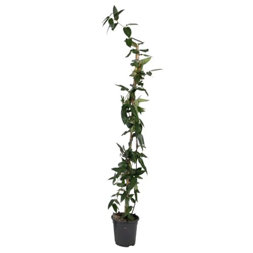 Plant in a Box - Lonicera henryi 'Copper Beauty' - Geißblatt - Gartenpflanze - Kletterpflanze - Gelb - ⌀17cm - Höhe 110-120cm von Plant in a Box