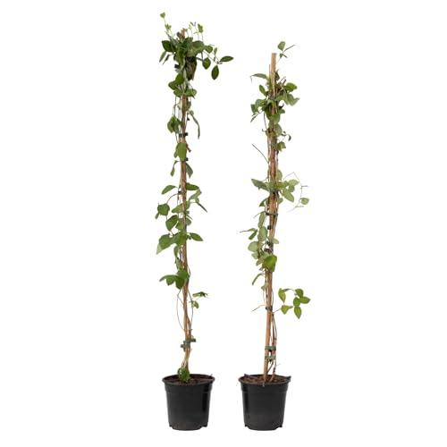 Plant in a Box - Lonicera x Heckrotti American Beauty - 2er Set - Geißblatt - Kletterpflanze - Winterhart - Topf 17cm - Höhe 110-120cm Plant in a Box - Lonicera x Heckrotti American Beauty - 2er Set - Geißblatt - Kletterpflanze - Winterhart - Topf 17cm - Höhe 110-120cm von Plant in a Box