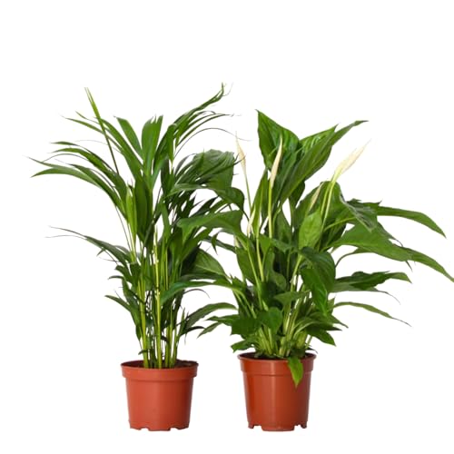 Plant in a Box - Luftreinigende Zimmerpflanzen - 2er Set - Spathiphyllum 'Einblatt' + Areca 'Goldfruchtpalme' - Topf 17cm - Höhe 60-75cm Plant in a Box - Luftreinigende Zimmerpflanzen - 2er Set - Spathiphyllum 'Einblatt' + Areca 'Goldfruchtpalme' - Topf 17cm - Höhe 60-75cm von Plant in a Box
