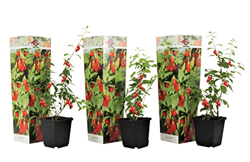 Plant in a Box - Lycium barbarum - 3er Set - Gemeiner Bocksdorn - Topf 9cm - Höhe 25-40cm von Plant in a Box
