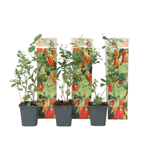 Plant in a Box - Lycium barbarum - 3er Set - Gemeiner Bocksdorn - Topf 9cm - Höhe 25-40cm von Plant in a Box