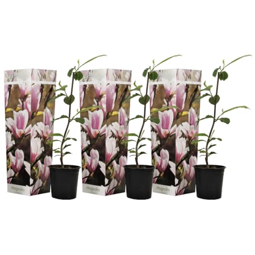 Plant in a Box - Magnolia Soulangea - 3er Set - Breitwüchsiger Strauch/kleiner Baum Winterhart - Rosa Blüten - Topf 9cm - Höhe 25-40cm von Plant in a Box