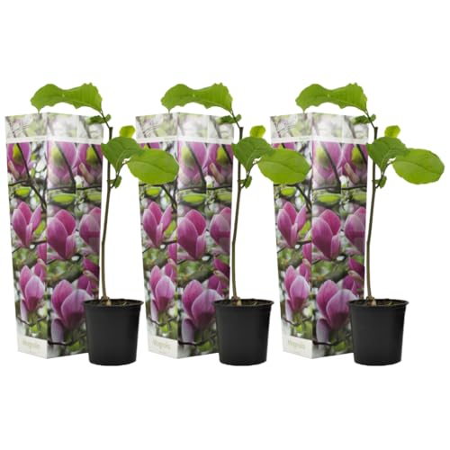 Plant in a Box - Magnolia Susan - 3er Set - Breitwüchsiger Strauch/kleiner Baum Winterhart - Lila Blüten - Topf 9cm - Höhe 25-40cm von Plant in a Box