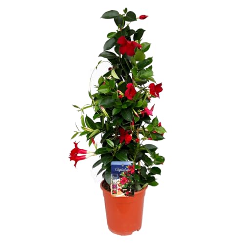 Plant in a Box - Mandeville 'Rio Deep Red' - Dipladenia - Blühende Gartenpflanze - Schlingpflanze - Terrassen- und Balkonpflanze - Topf 17cm - Höhe 60-70cm von Plant in a Box
