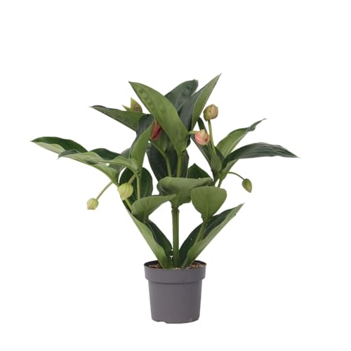 Plant in a Box - Medinilla Magnifica 'Flamenco' - Rosenmedinilla - Zimmerpflanze – ⌀14 cm – Höhe 45-55cm Plant in a Box - Medinilla Magnifica 'Flamenco' - Rosenmedinilla - Zimmerpflanze – ⌀14 cm – Höhe 45-55cm von Plant in a Box