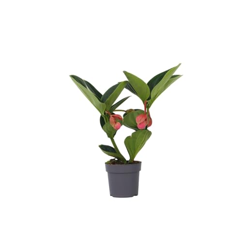 Plant in a Box - Medinilla Magnifica 'Lambada' - Rosenmedinilla - Zimmerpflanze – ⌀14 cm – Höhe 40–50 cm Plant in a Box - Medinilla Magnifica 'Lambada' - Rosenmedinilla - Zimmerpflanze – ⌀14 cm – Höhe 40–50 cm von Plant in a Box