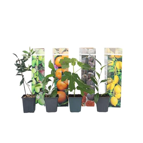 Plant in a Box - Mediterranen Obstbäumen - 8er Mischung - Olivenbaum, Zitronenbaum, Feigenbaum und Orangenbaum - Topf 9cm - Höhe 25-40cm von Plant in a Box