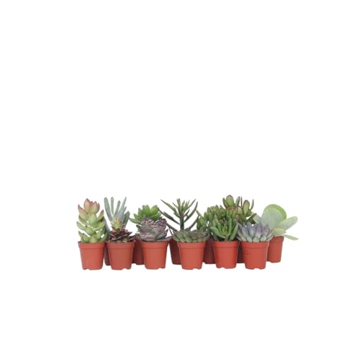 Plant in a Box - Mini-Sukkulenten - 12er Mix - Zimmerpflanzen - Dekorativ und sehr Pflegeleicht - Topf 5,5cm - Höhe 5-10cm von Plant in a Box