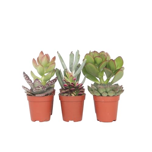Plant in a Box - Mini-Sukkulenten - 6er Mix - Zimmerpflanzen - Dekorativ und sehr Pflegeleicht - Topf 5,5cm - Höhe 5-10cm von Plant in a Box