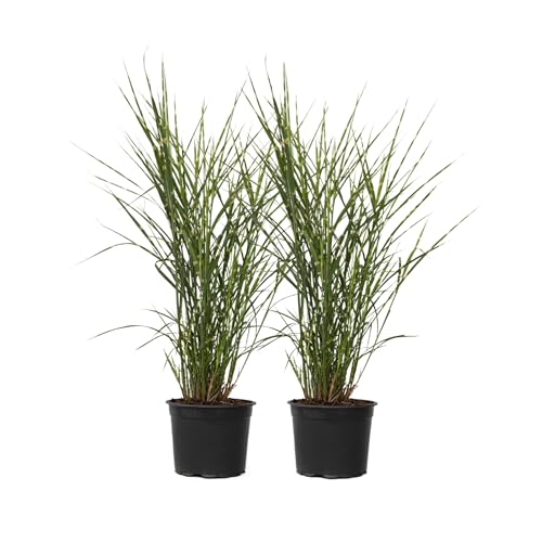 Plant in a Box - Miscanthus sinensis 'Chinaschilf Zebrinus' - 2er Set Ziergras - Winterhart Zebragras - Topf 23cm - Höhe 20-30cm Plant in a Box - Miscanthus sinensis 'Chinaschilf Zebrinus' - 2er Set Ziergras - Winterhart Zebragras - Topf 23cm - Höhe 20-30cm von Plant in a Box