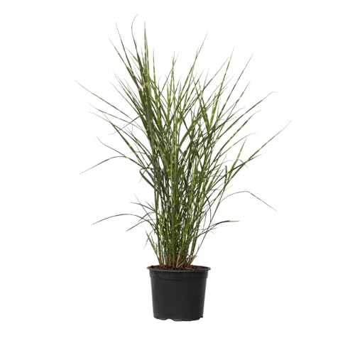 Plant in a Box - Miscanthus sinensis 'Chinaschilf Zebrinus' - Ziergras - Winterhart Zebragras - Topf 23cm - Höhe 20-30cm von Plant in a Box
