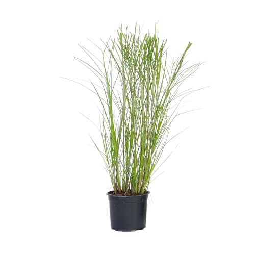Plant in a Box - Miscanthus sinensis 'Gracillimus' - Ziergras - Winterhart - Mehrjährig - Topf 23cm - Höhe 40-60cm von Plant in a Box