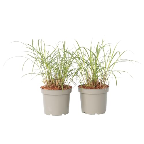 Plant in a Box - Miscanthus sinensis 'Red Chief' - 2er Set - Chinaschilf Zebrinus - Ziergras - Topf 23cm - Höhe 40-60cm von Plant in a Box