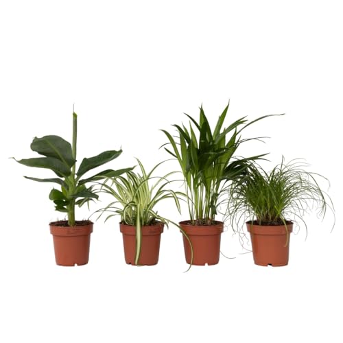 Plant in a Box - Tierfreundlichen Zimmerpflanzen - Mischung mit 4 - Luftreinigend - Topf 12cm - Höhe 25-40cm von Plant in a Box