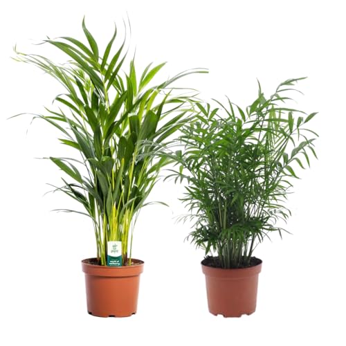 Plant in a Box - Zimmerpflanzen -2er Mischung - Areca, Chamaedorea - Topf 17cm - Höhe 50-70cm von Plant in a Box
