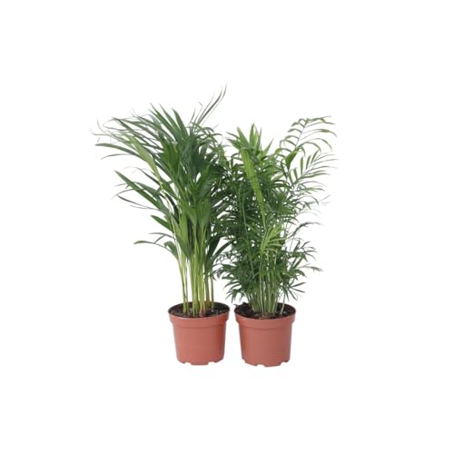 Plant in a Box - Zimmerpflanzen -2er Mischung - Areca, Chamaedorea - Topf 17cm - Höhe 50-70cm von Plant in a Box