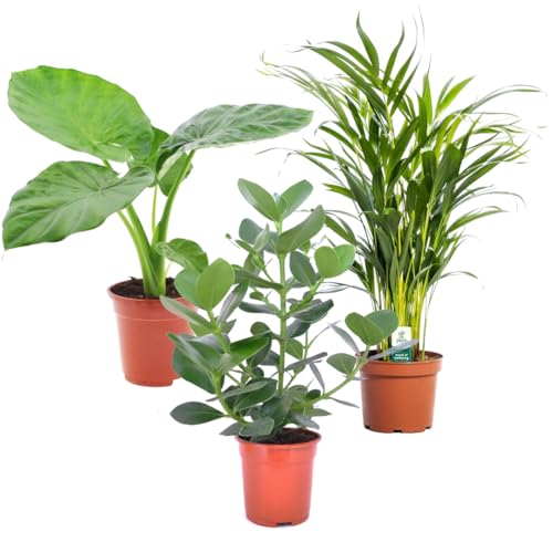 Plant in a Box - Grün pflanzen - 3er Mischung - Alocasia, Clusia, Areca - Luftreinigende Zimmerpflanze - Topf 17cm - Höhe 50-70cm von Plant in a Box