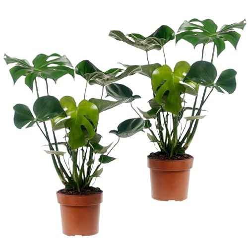 Plant in a Box - Monstera Deliciosa - 2er Set - Fensterblatt Grüne Zimmerpflanze - Topf 17cm - Höhe 50-60cm von Plant in a Box