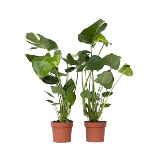 Plant in a Box - Monstera Deliciosa - 2er Set - Fensterblatt Grüne Zimmerpflanze - Topf 17cm - Höhe 50-60cm Plant in a Box - Monstera Deliciosa - 2er Set - Fensterblatt Grüne Zimmerpflanze - Topf 17cm - Höhe 50-60cm von Plant in a Box