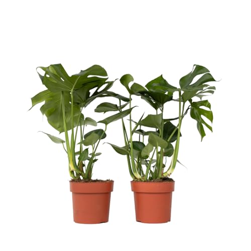 Plant in a Box - Monstera Deliciosa - 2er Set - Fensterblatt Lochpflanze - Topf 21cm - Höhe 70-80cm - Grüne Zimmerpflanzen von Plant in a Box