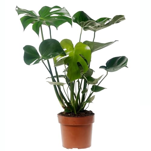 Plant in a Box - Monstera Deliciosa - Fensterblatt Grüne Zimmerpflanze - Topf 17cm - Höhe 60-70cm von Plant in a Box
