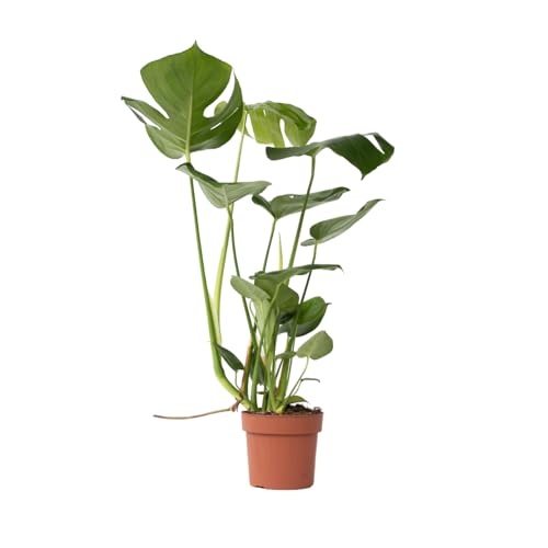 Plant in a Box - Monstera Deliciosa - Fensterblatt Grüne Zimmerpflanze - Topf 17cm - Höhe 50-60cm von Plant in a Box