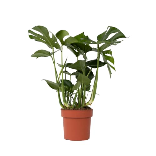 Plant in a Box - Monstera Deliciosa - Höhe 70-80cm - Fensterblatt - Monstera pflanze - Indoor grünpflanze - Topf 21cm von Plant in a Box