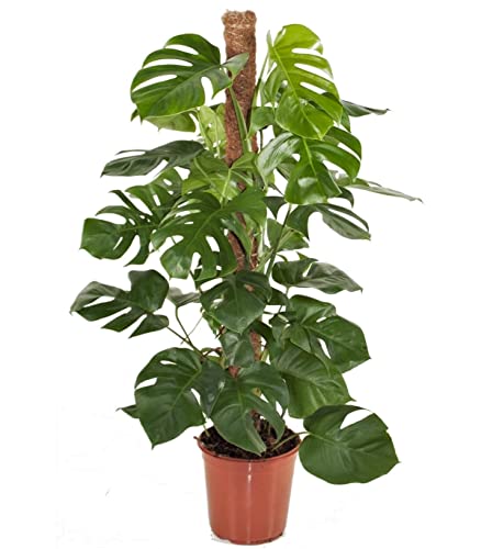 Plant in a Box - Monstera Deliciosa - Fensterblatt - Topf 24cm - Höhe 120-130cm von Plant in a Box