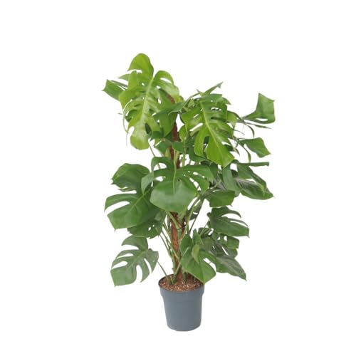 Plant in a Box - Monstera Deliciosa - Fensterblatt - Topf 24cm - Höhe 120-130cm von Plant in a Box
