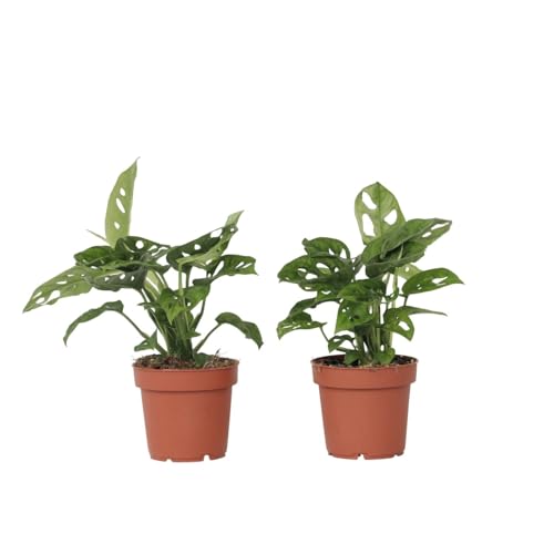 Plant in a Box - Monstera 'Affenmaske' - 2er Set - Fensterblatt - Grüne Zimmerpflanzen - Topf 12cm - Höhe 25-30cm Plant in a Box - Monstera 'Affenmaske' - 2er Set - Fensterblatt - Grüne Zimmerpflanzen - Topf 12cm - Höhe 25-30cm von Plant in a Box