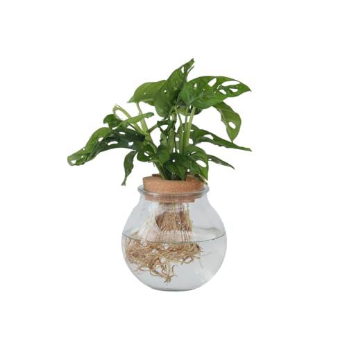 Plant in a Box - Monstera 'Affenmaske' im Glas – Fensterblatt – Hydrokultur – Zimmerpflanze im Wasser von Plant in a Box