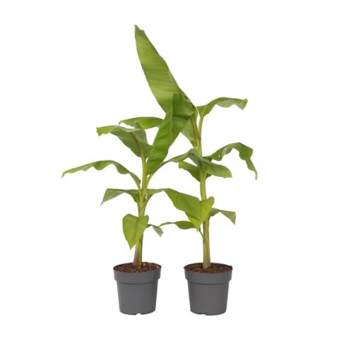 Plant in a Box - Bananenpflanze - 2er Set - Musa Basjoo - Höhe 55-70cm - Topf 21cm - Bananenbaum Winterhart Plant in a Box - Bananenpflanze - 2er Set - Musa Basjoo - Höhe 55-70cm - Topf 21cm - Bananenbaum Winterhart von Plant in a Box