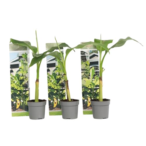Plant in a Box - Musa Basjoo - Höhe 25-40cm - 3er Set - Bananenpflanze Winterhart - Bananenbaum - Exotische pflanzen - Topf 9cm von Plant in a Box