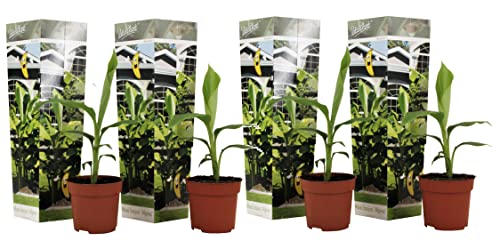 Plant in a Box - Musa Basjoo - 4er Set - Bananenpflanze Winterhart - Bananenbaum - Topf 9cm - Höhe 25-40cm von Plant in a Box