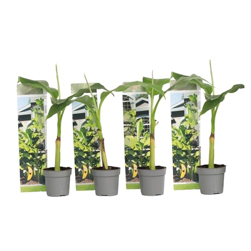 Plant in a Box - Musa Basjoo - Höhe 25-40cm - 4er Set - Bananenpflanze Winterhart - Bananenbaum - Exotische pflanzen - Topf 9cm von Plant in a Box