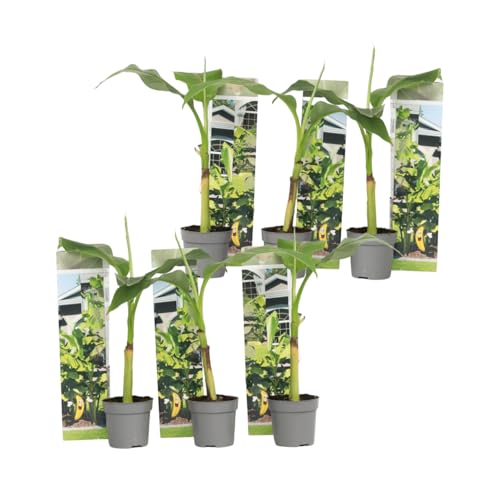 Plant in a Box - Musa Basjoo - Höhe 25-40cm - 6er Set - Bananenpflanze Winterhart - Bananenbaum - Exotische pflanzen - Topf 9cm von Plant in a Box