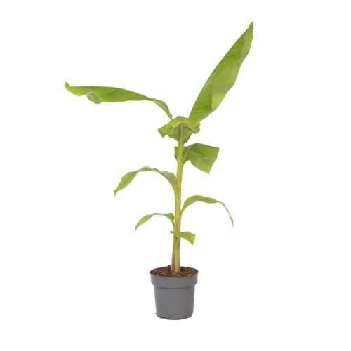 Plant in a Box - Bananenpflanze - Musa Basjoo - Höhe 55-70cm - Topf 21cm - Bananenbaum Winterhart von Plant in a Box