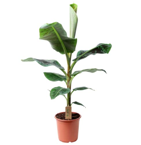 Plant in a Box - Musa 'Dwarf Cavendish' - Zimmerpflanze - Bananenplanze - Topf 21cm - Höhe 90-100cm von Plant in a Box