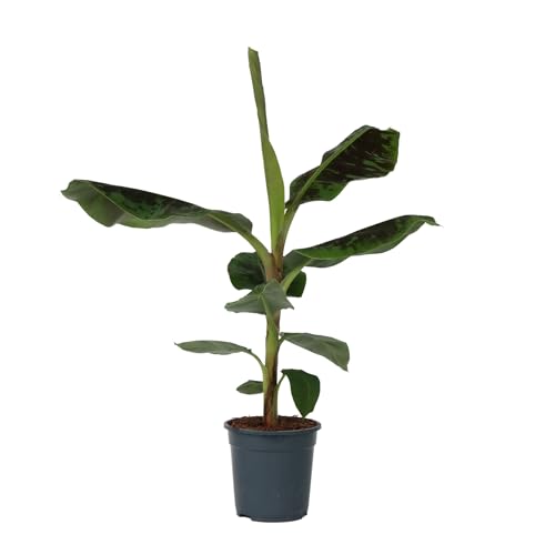Plant in a Box - Musa 'Dwarf Cavendish' - Zimmerpflanze - Bananenplanze - Topf 21cm - Höhe 90-100cm von Plant in a Box