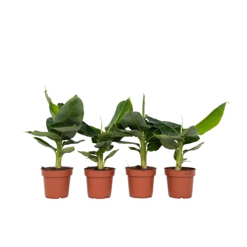 Plant in a Box - Musa Orientalischer Zwerg - 4er Set - Tropische Bananenpflanzen - Bananenstaude - Topf 12cm - Höhe 25-40cm von Plant in a Box