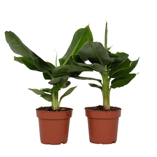 Plant in a Box - Musa Orientalischer Zwerg - 2er Set - Tropische Bananenpflanzen - Bananenstaude - Topf 12cm - Höhe 25-40cm von Plant in a Box