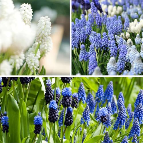Plant in a Box - Muscari Magic Mix - Zwiebeln x50 - Traubenhyazinthen - Blumenzwiebeln Mischung für Garten, Terrasse oder Balkon von Plant in a Box