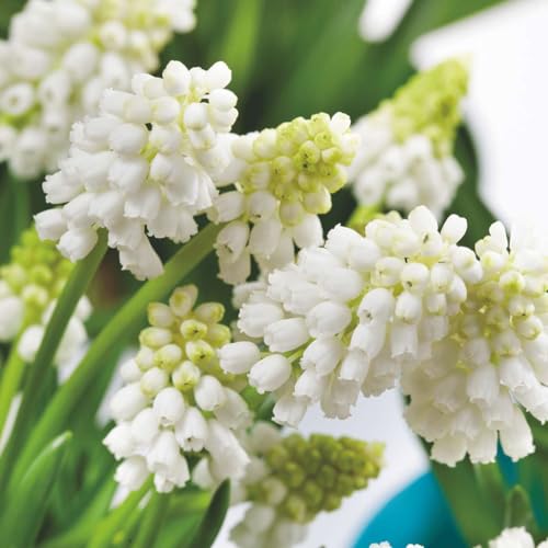 Plant in a Box - Muscari White Magic - Zwiebeln x50 - Weiße Traubenhyazinthe - Blumenzwiebeln für Garten, Terrasse oder Balkon Plant in a Box - Muscari White Magic - Zwiebeln x50 - Weiße Traubenhyazinthe - Blumenzwiebeln für Garten, Terrasse oder Balkon von Plant in a Box
