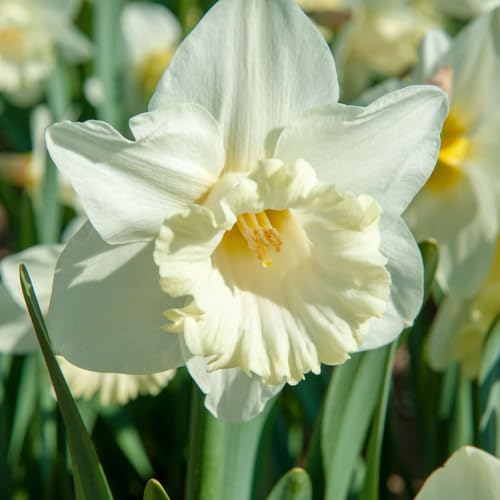 Plant in a Box - Narcissus Mount Hood x30 - Narzisse Zwiebeln - Mehrjährige winterharte Blumenzwiebeln für Garten, Terrasse oder Balkon Plant in a Box - Narcissus Mount Hood x30 - Narzisse Zwiebeln - Mehrjährige winterharte Blumenzwiebeln für Garten, Terrasse oder Balkon von Plant in a Box